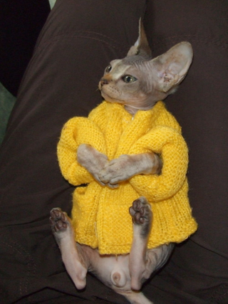 Illustration for article titled Sphynx Cat Ideal for Wealthy Recluse with Allergy